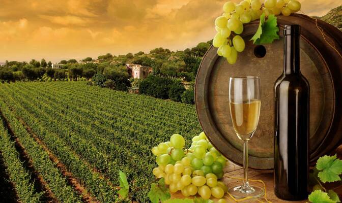 Wine Tour in Nashik